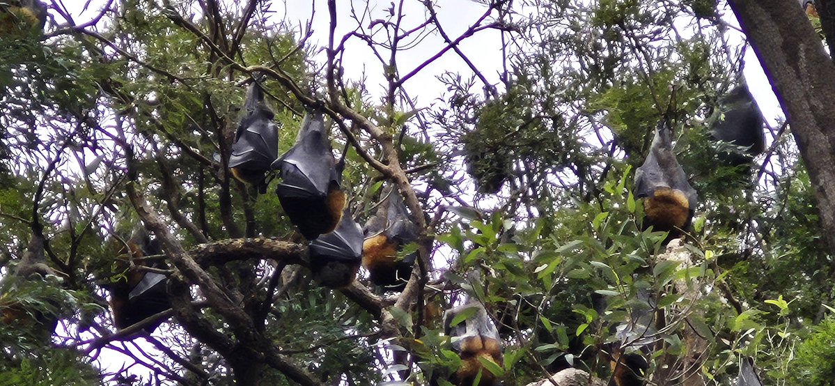 awedgewood's tweet image. A bit of wildlife hanging around