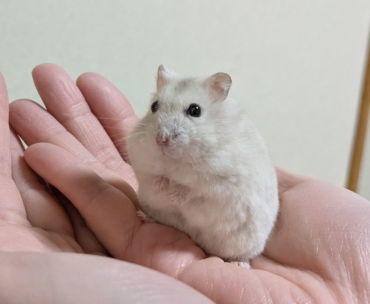 ハムスターの画像貼り付け場 Community on X - 7.0K Members