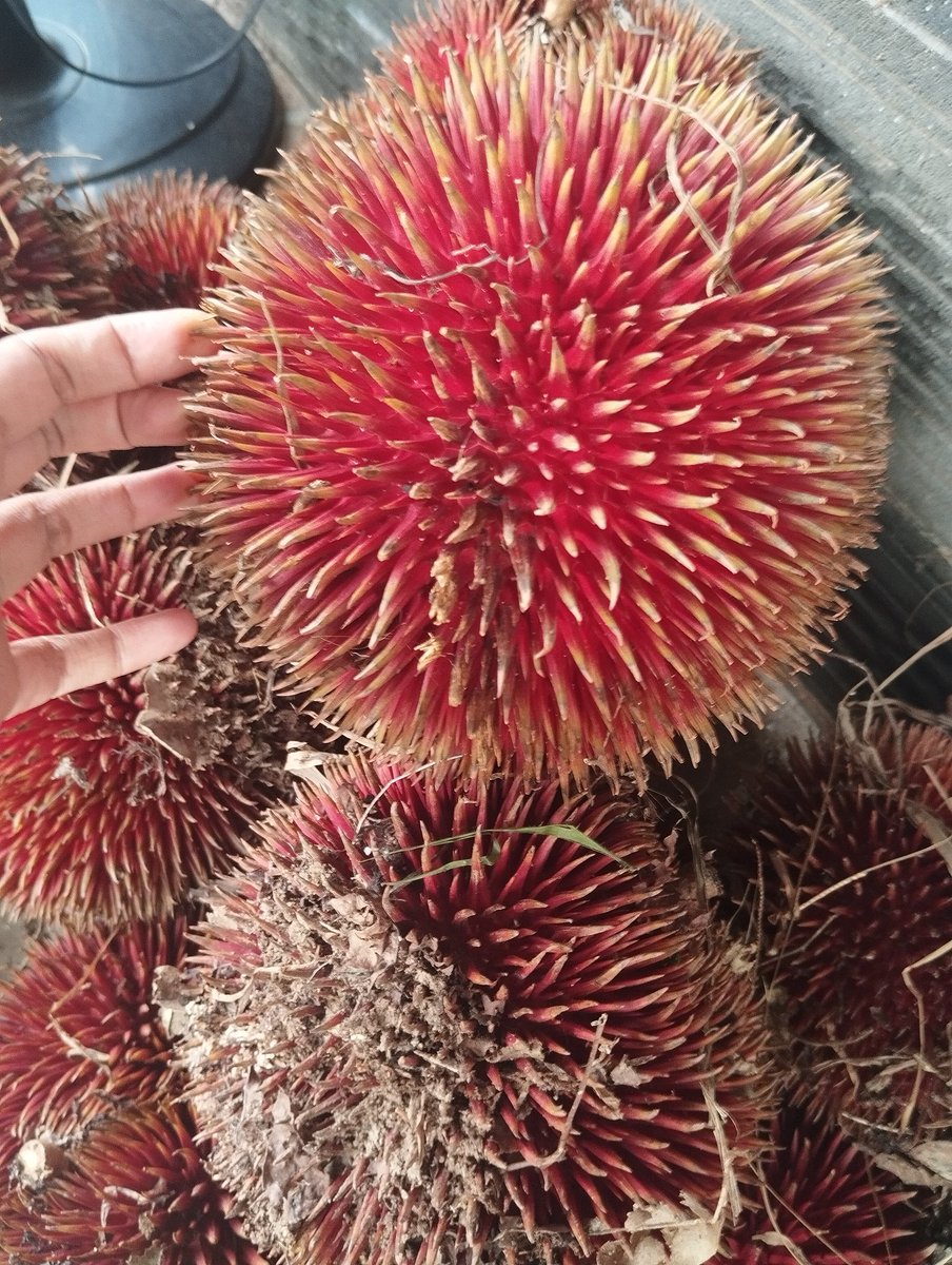 Namanya Lahung... 
Rasanya?
Yaaa... Gituu