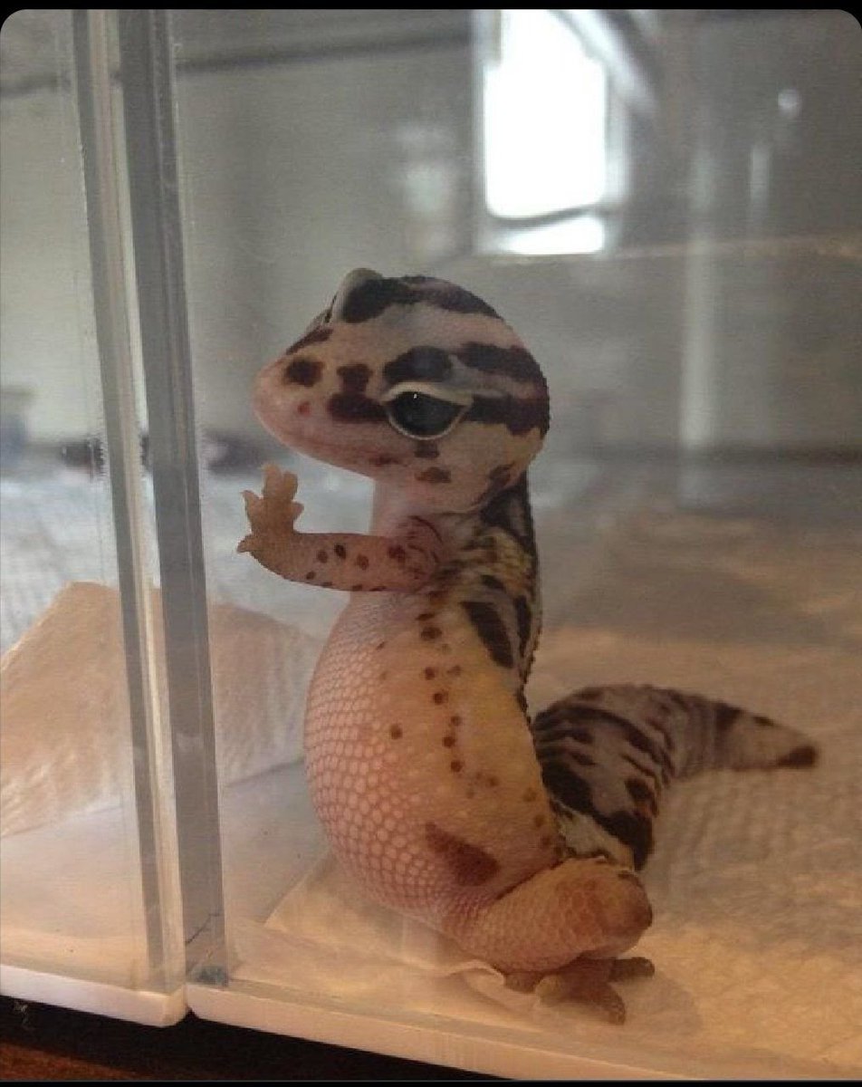 bodhifcks's tweet photo. @madscrolling specifically an african fat tailed gecko bc theyre so photogenic and have snatched eyeliner (btw pls rmbr everyone that any lizards i show u are highly specialized pets that live 15+ years. theyre cute but dont get one on a whim thank u) https://t.co/kFDOec0xay