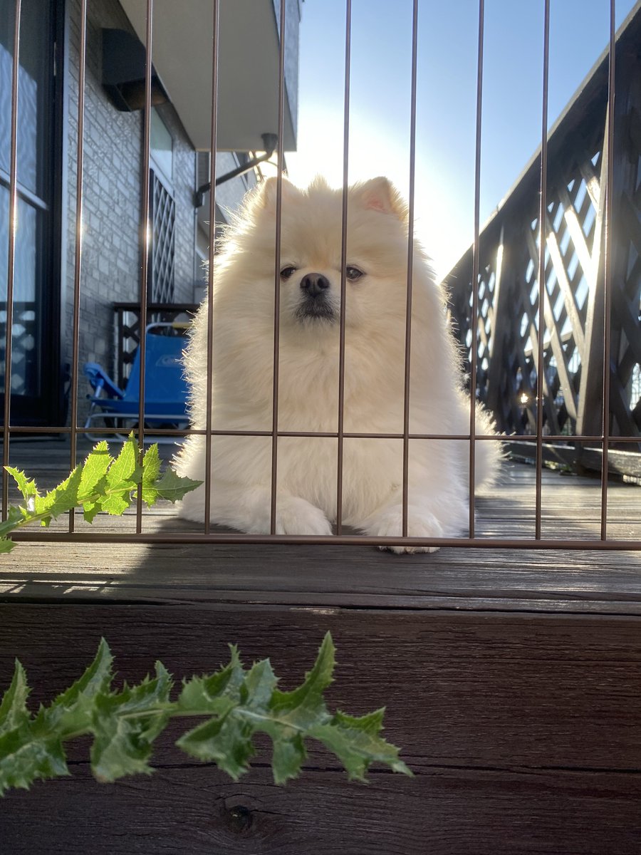 今年も自由気まま（ワガママ）に過ごしました。 まぁ楽しそうだから