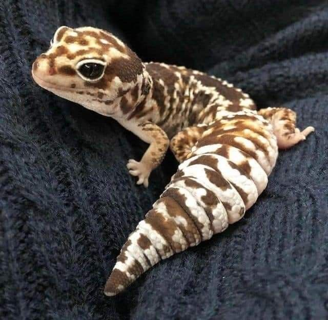 bodhifcks's tweet photo. @madscrolling specifically an african fat tailed gecko bc theyre so photogenic and have snatched eyeliner (btw pls rmbr everyone that any lizards i show u are highly specialized pets that live 15+ years. theyre cute but dont get one on a whim thank u) https://t.co/kFDOec0xay