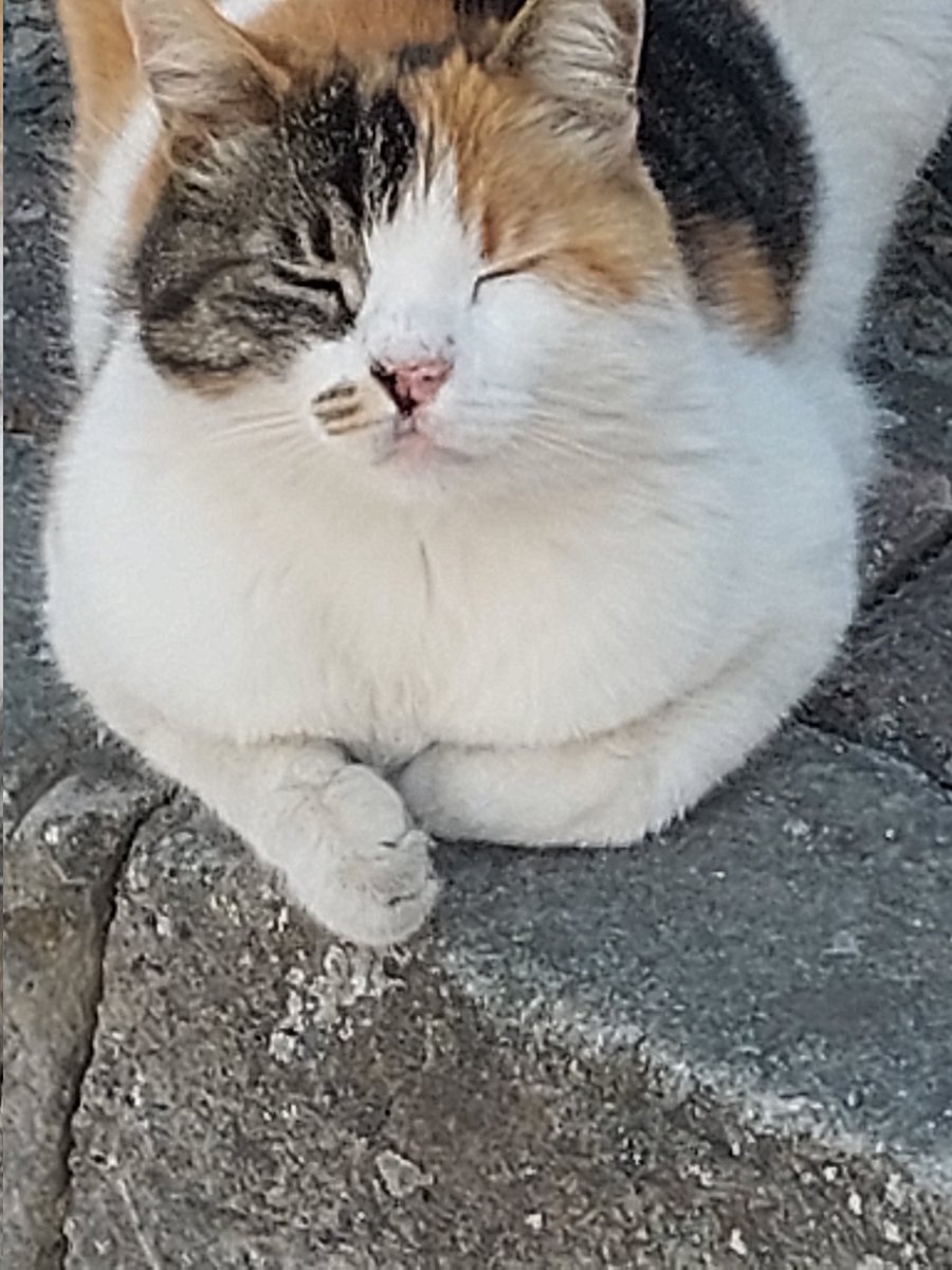 Kötülerin kaybettiği ve kötüleri kaybedeceğimiz bir yıl olsun ATA dostlarım 🇹🇷
#SokakHayvanlarıSahipsizDeğil
Biz varız 💙🦮🐈