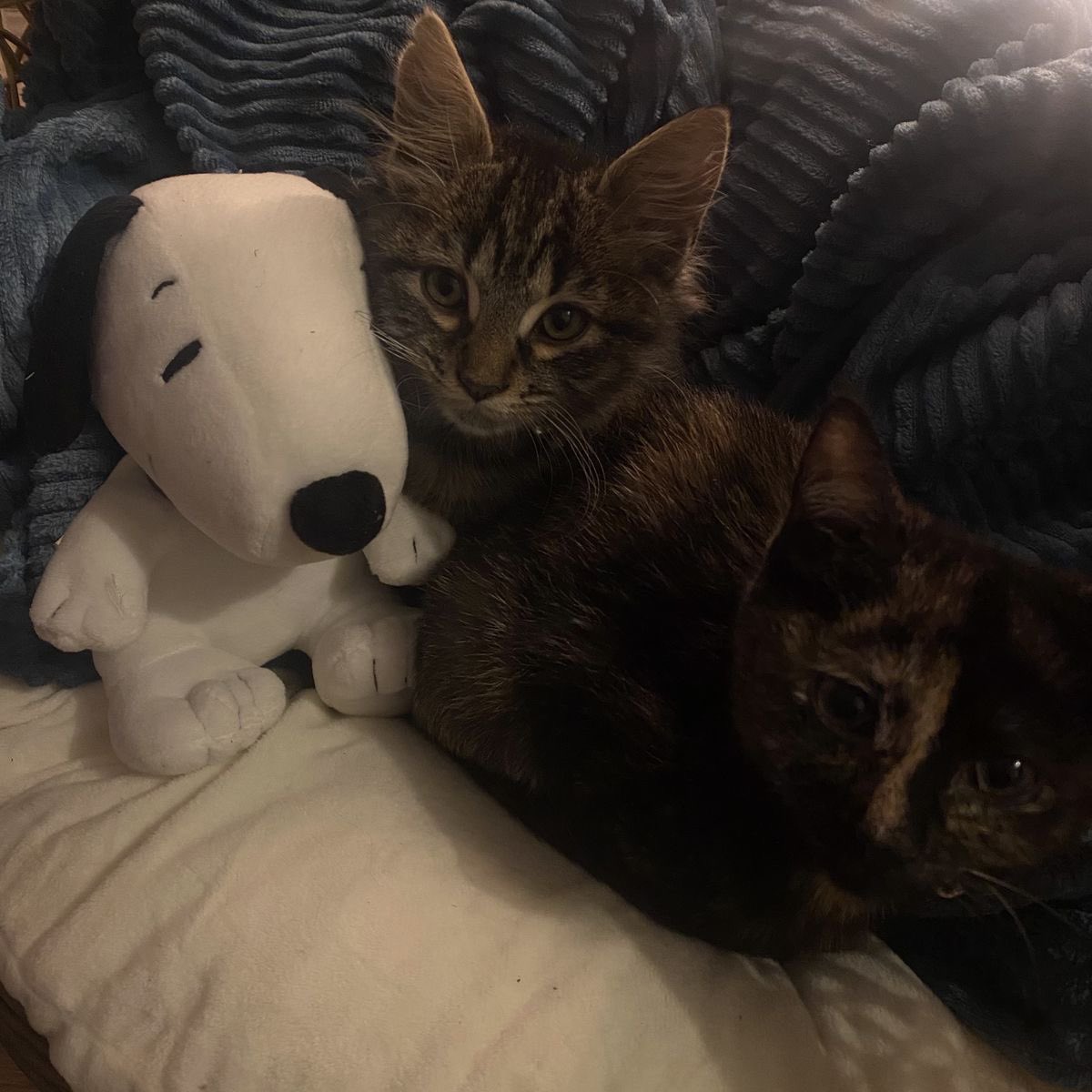 Daily Snoopy tweet media