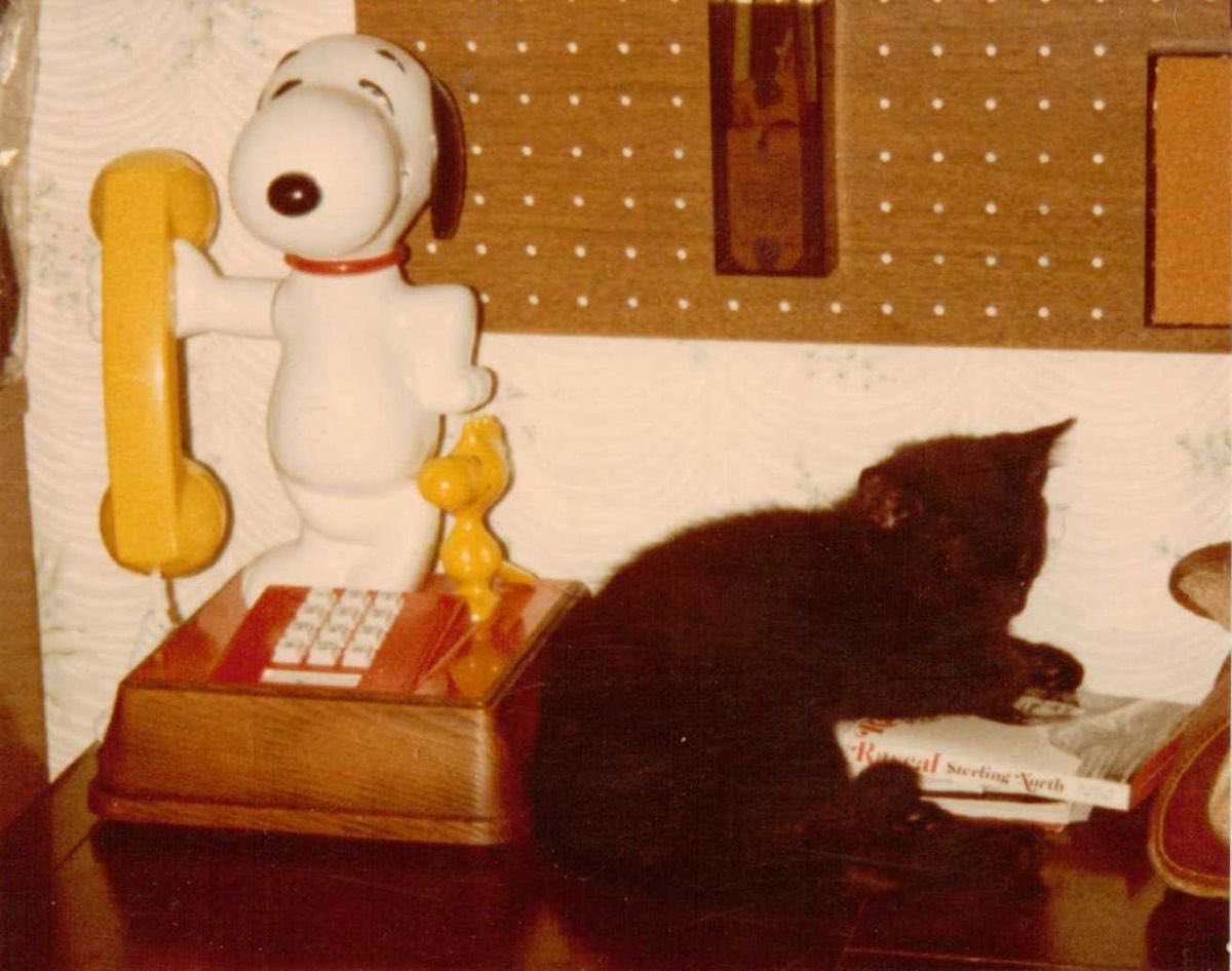 Daily Snoopy tweet media