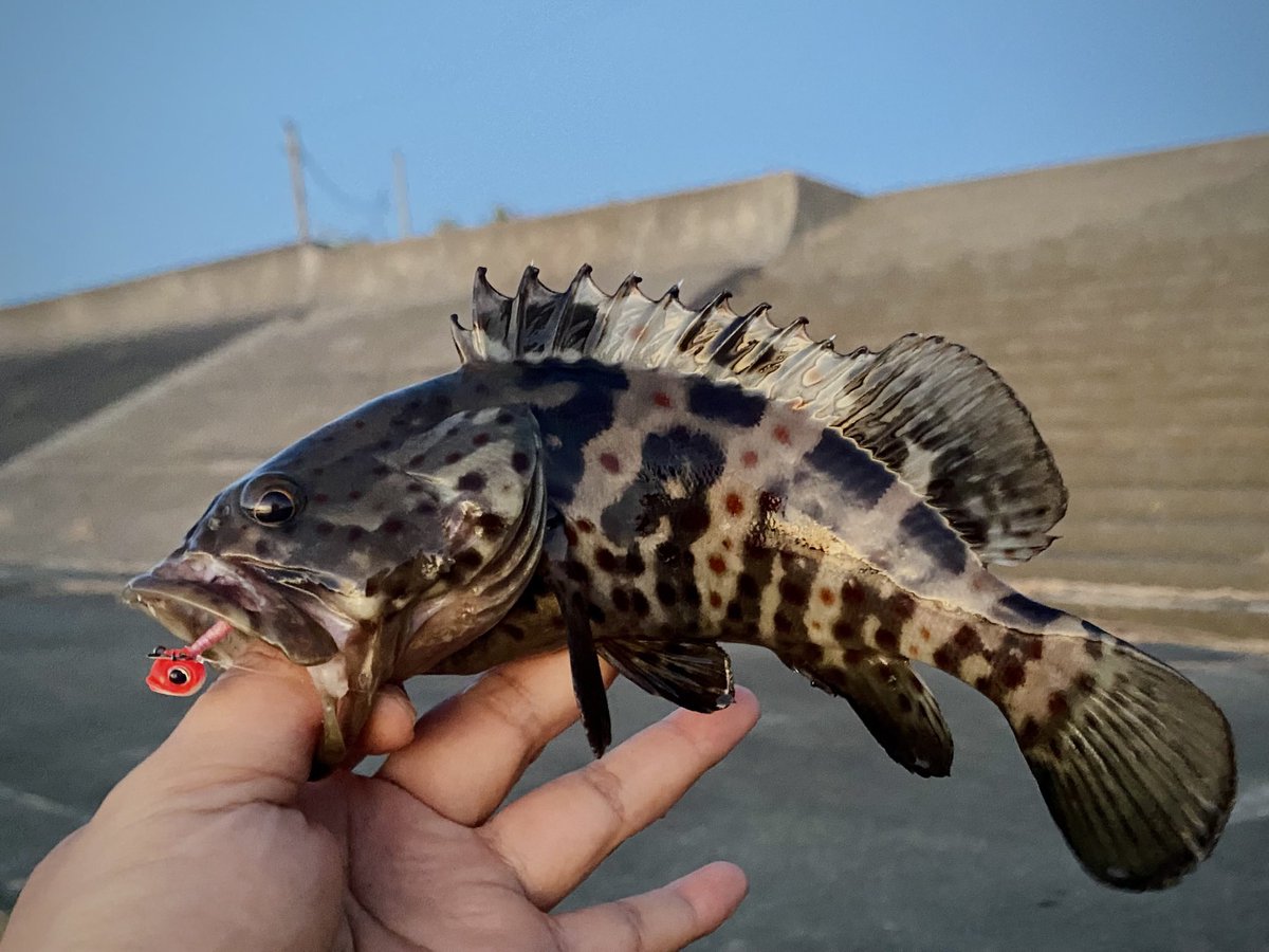 yatu2525's tweet photo. 10月の根魚。未投稿分 https://t.co/BajEMHZvru