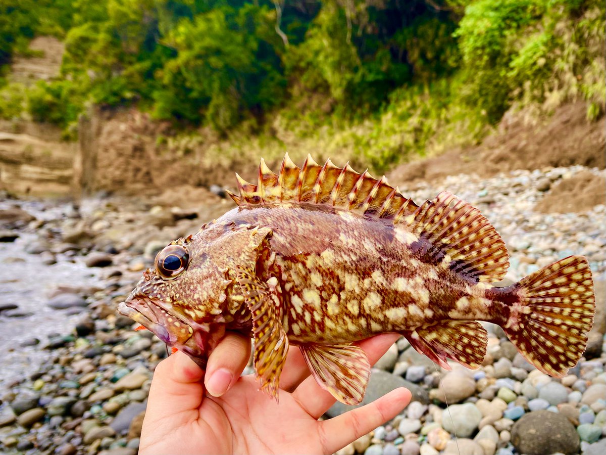 yatu2525's tweet photo. 10月の根魚。未投稿分 https://t.co/BajEMHZvru