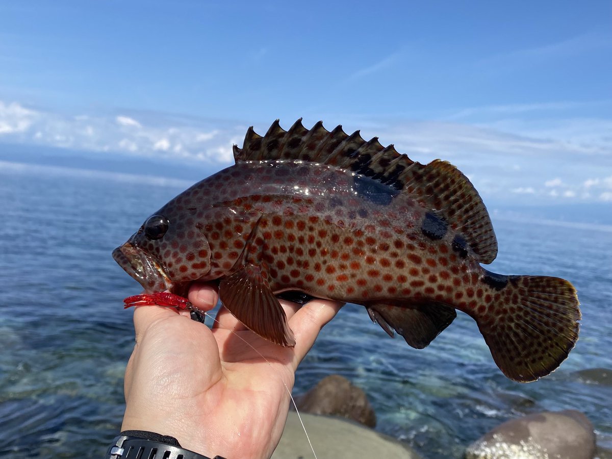 yatu2525's tweet photo. 10月の根魚。未投稿分 https://t.co/BajEMHZvru