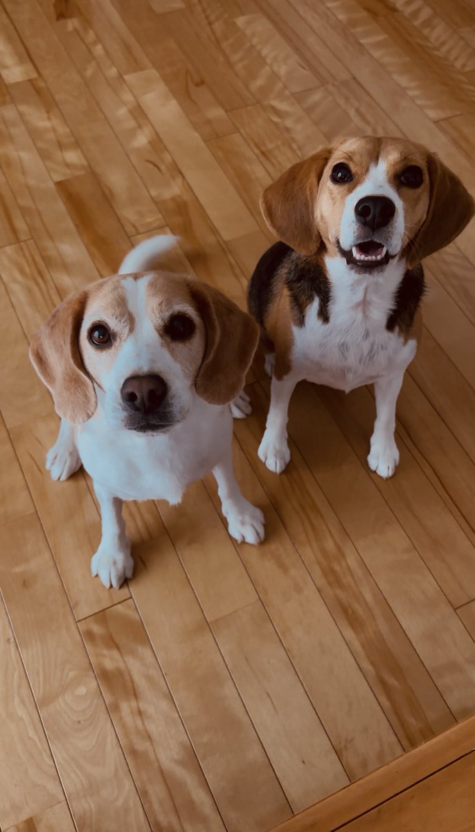 27日から片付け､掃除と
バタバタでした💦
やっとゆっくり休める。
来年もハナココ共々
よろしくお願いします😊🐶🐶✨
良いお年をお迎えください！

#ビーグル #beagle