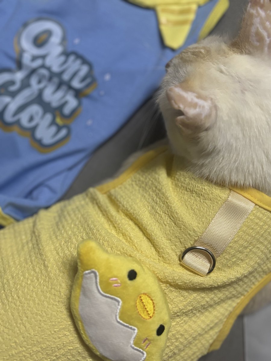 Idrina Germani tweet media