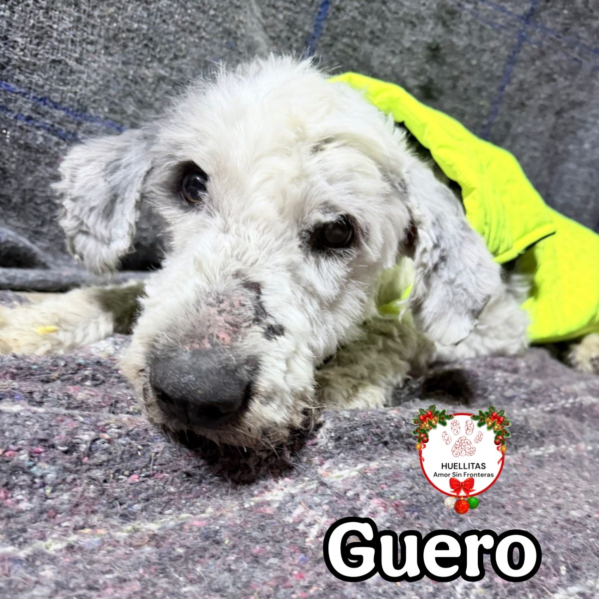 Familia, perdón que no les hemos dado la actualización médica de Güero... pero se atraviesan fechas donde todo el mundo anda de fiesta 😁😁 y nosotros vueltos locos entre hijos humanos y manada 👧🐶

La locura total, aun asi siempre estamos trabajando con los niños y nadie es