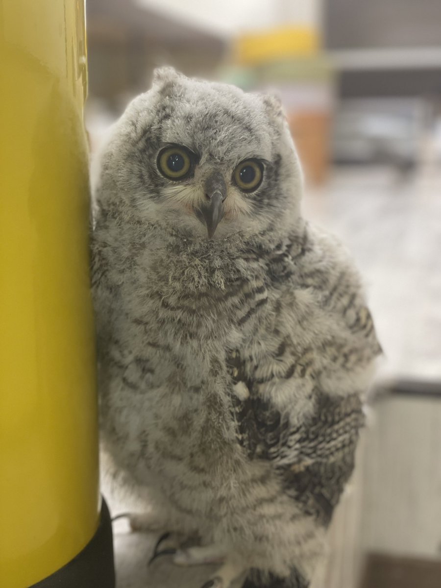 For @todbooklady alone 🦉 May 2026 bring you and your loved ones