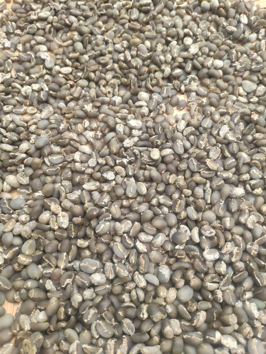 ioxsomeone's tweet photo. Arabica Full Wash
Ciwidey Jawa Barat https://t.co/RQTxRFUkBz