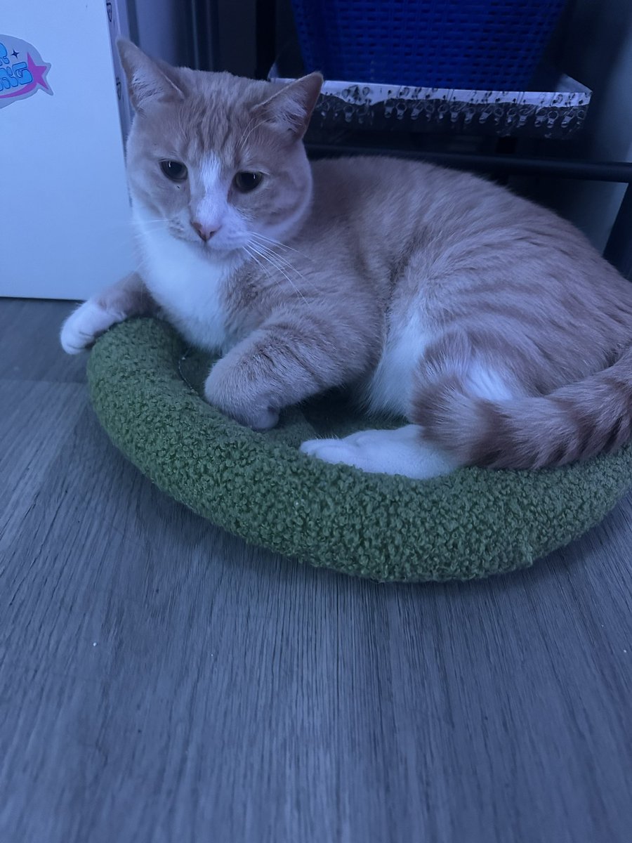 natalee 💗 tweet media