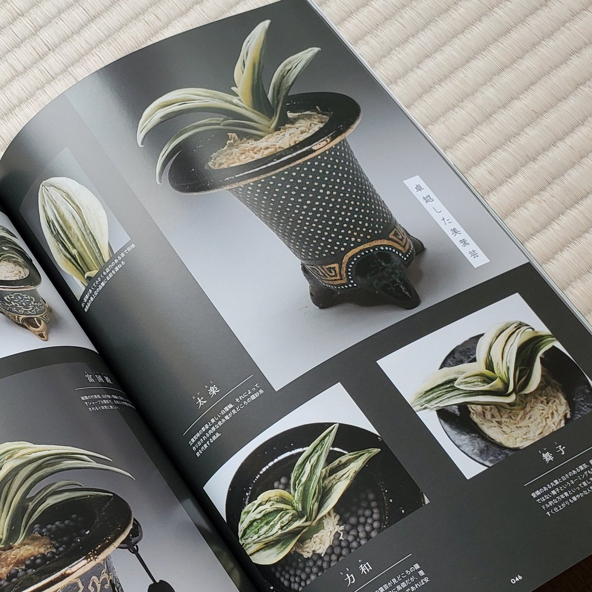 RappaAka's tweet image. 万年青キター♪o(ﾟ∀ﾟo)(oﾟ∀ﾟ)o♪

#INDOORJUNGLE #万年青
#今日買った・届いた本を紹介する