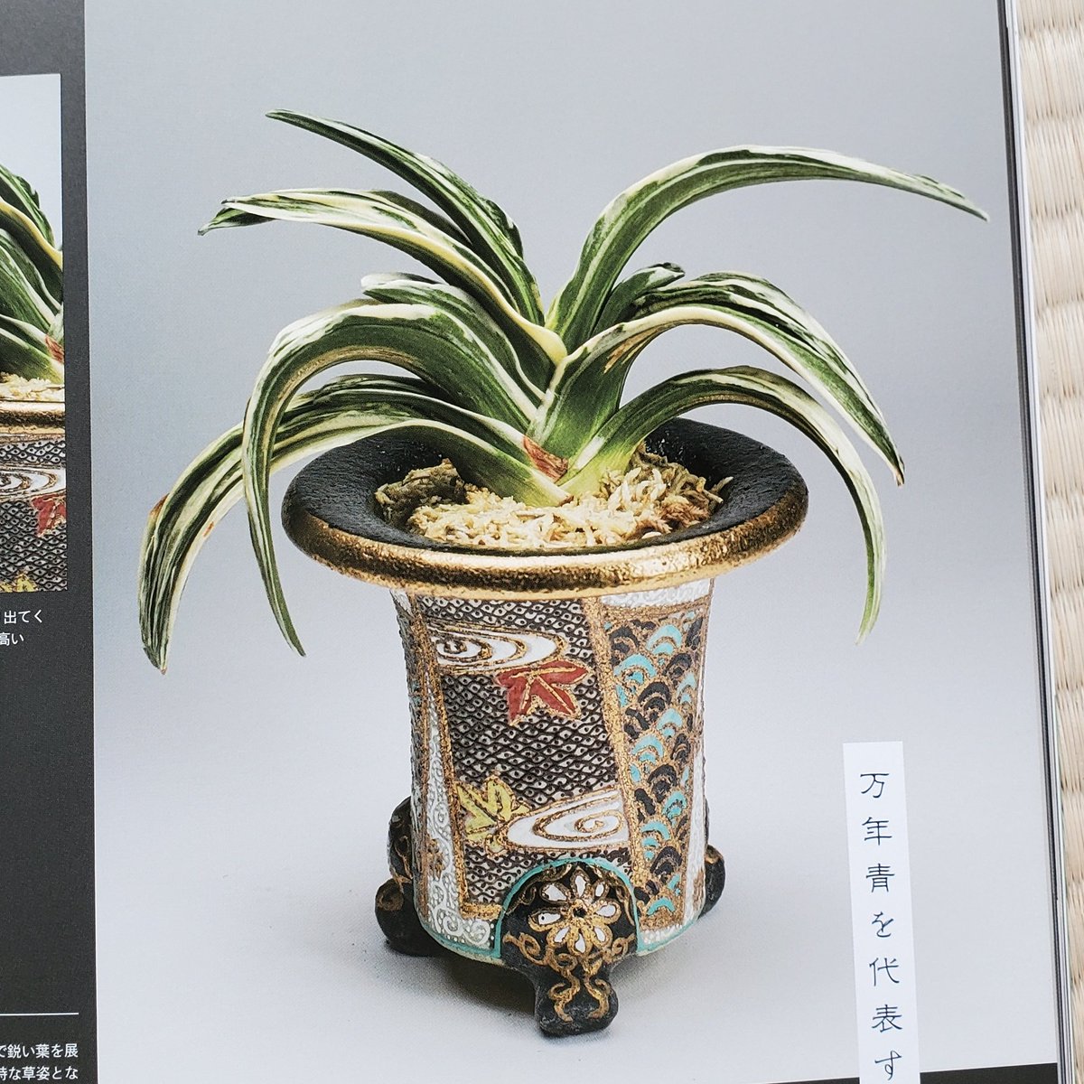 RappaAka's tweet image. 万年青キター♪o(ﾟ∀ﾟo)(oﾟ∀ﾟ)o♪

#INDOORJUNGLE #万年青
#今日買った・届いた本を紹介する