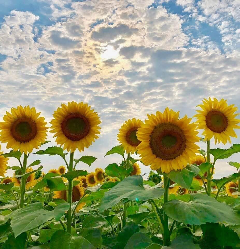sunflow23002724's tweet photo. “ 31•12•68 ”🌻
โบกมือลาวันสุดท้ายของปี ขอให้โลกนี้ใจดีกับเราในปีหน้าด้วยน่ะ.🤍🌻 https://t.co/3fEpX2jfwW