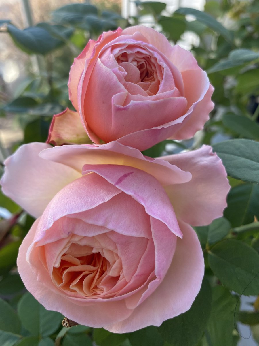 jzk5rf's tweet photo. https://t.co/NdpmpAv9UT