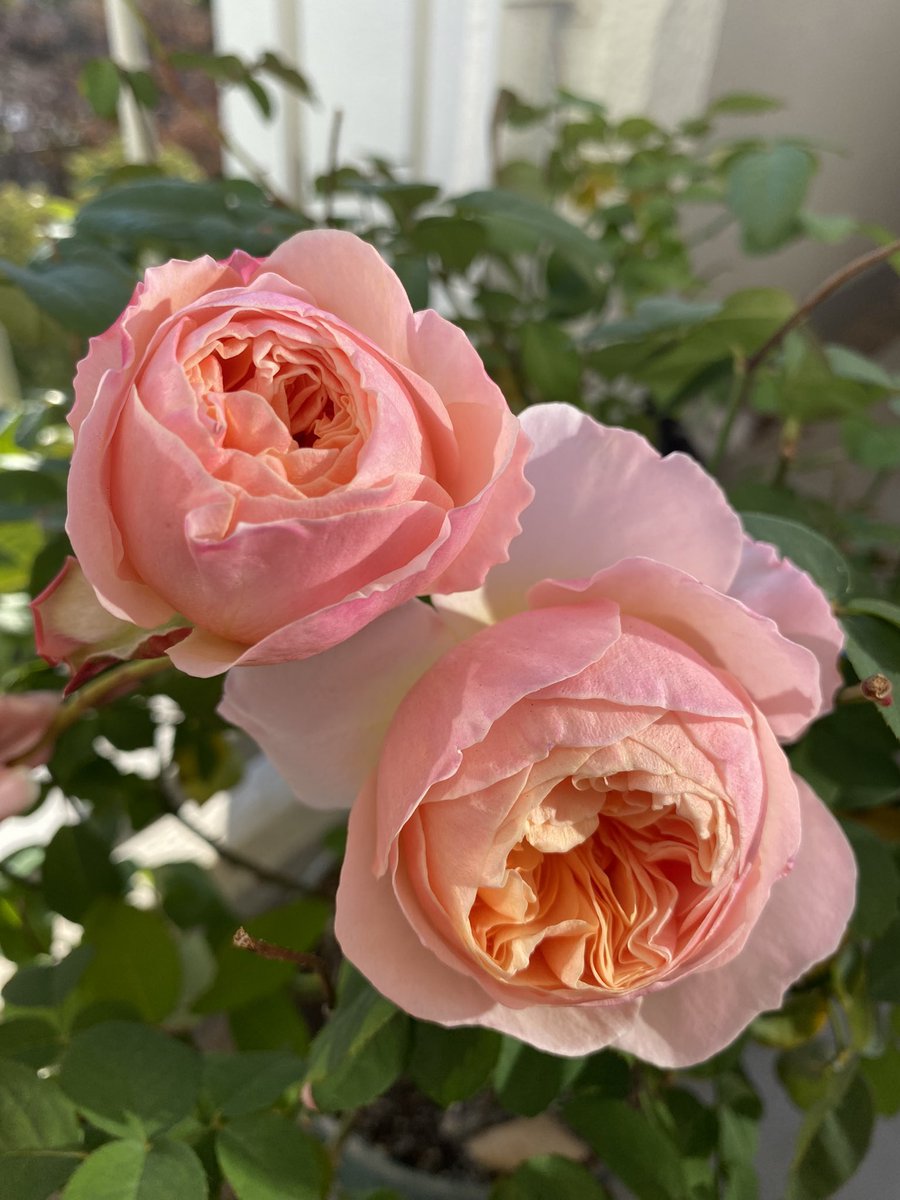 jzk5rf's tweet photo. https://t.co/NdpmpAv9UT