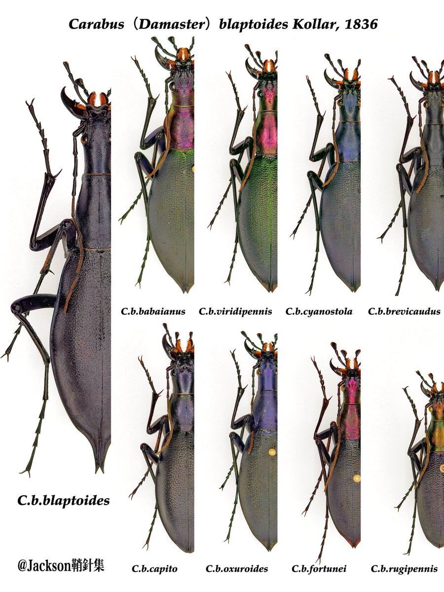 asukaambition's tweet photo. Vertical poster of the Carabus blaptoides subspecies.
#Carabus #Damaster #blaptoides #insect #specimen https://t.co/VKUfAfBE8F