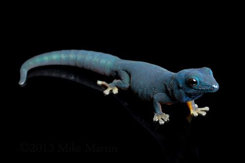 bodhifcks's tweet photo. @doveylovey_ i thought long and hard abt this ok . william's dwarf gecko . theyre only found in tanzania !! also known as electric blue day geckos https://t.co/RQ0FYWRwPz