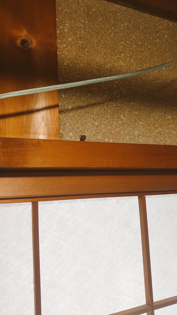 codYuzzun's tweet image. そうじするぞおおおおおおおおおおお

カメムシがいたのでくじょしました