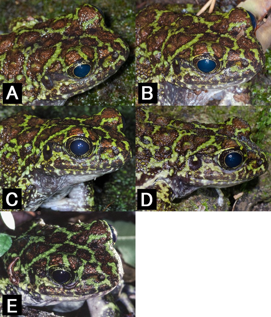 沖縄両生爬虫類研究会の会誌AKAMATA 34号に「同一個体と考えられるオキナワイシカワガエルを複数年にわたって確認した事例-その2」というオキナワイシカワガエルが成体になったあと10年の生存を確認したレポートが掲載されました。長年やんばるの森に通い詰めた成果の一つです。