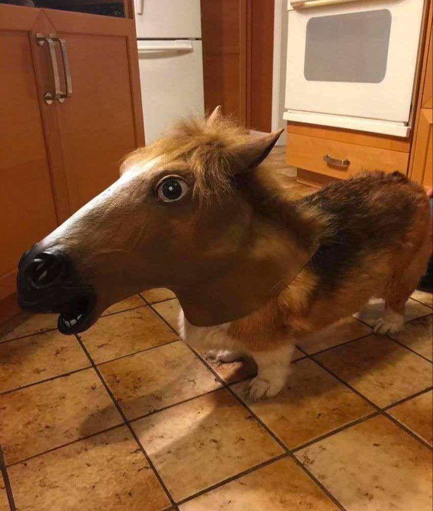 noististic's tweet photo. can someone tell me what is this?
i think this is a horse no? https://t.co/b5PKYYyi7e