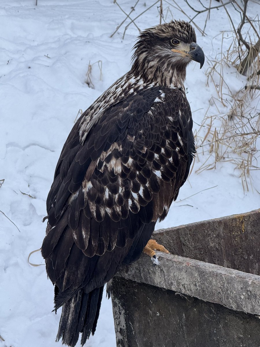 TimelessTopHat's tweet photo. Behold! The regal Alaskan Buzzard — otherwise known as Baldicus Eagleus — in it’s natural habitat! #photography #alaska #TheDump https://t.co/lZCNxISL5p