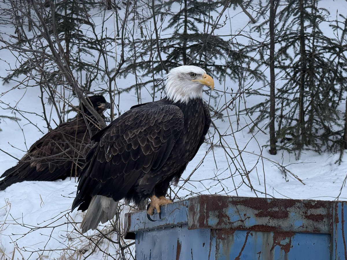 TimelessTopHat's tweet photo. Behold! The regal Alaskan Buzzard — otherwise known as Baldicus Eagleus — in it’s natural habitat! #photography #alaska #TheDump https://t.co/lZCNxISL5p
