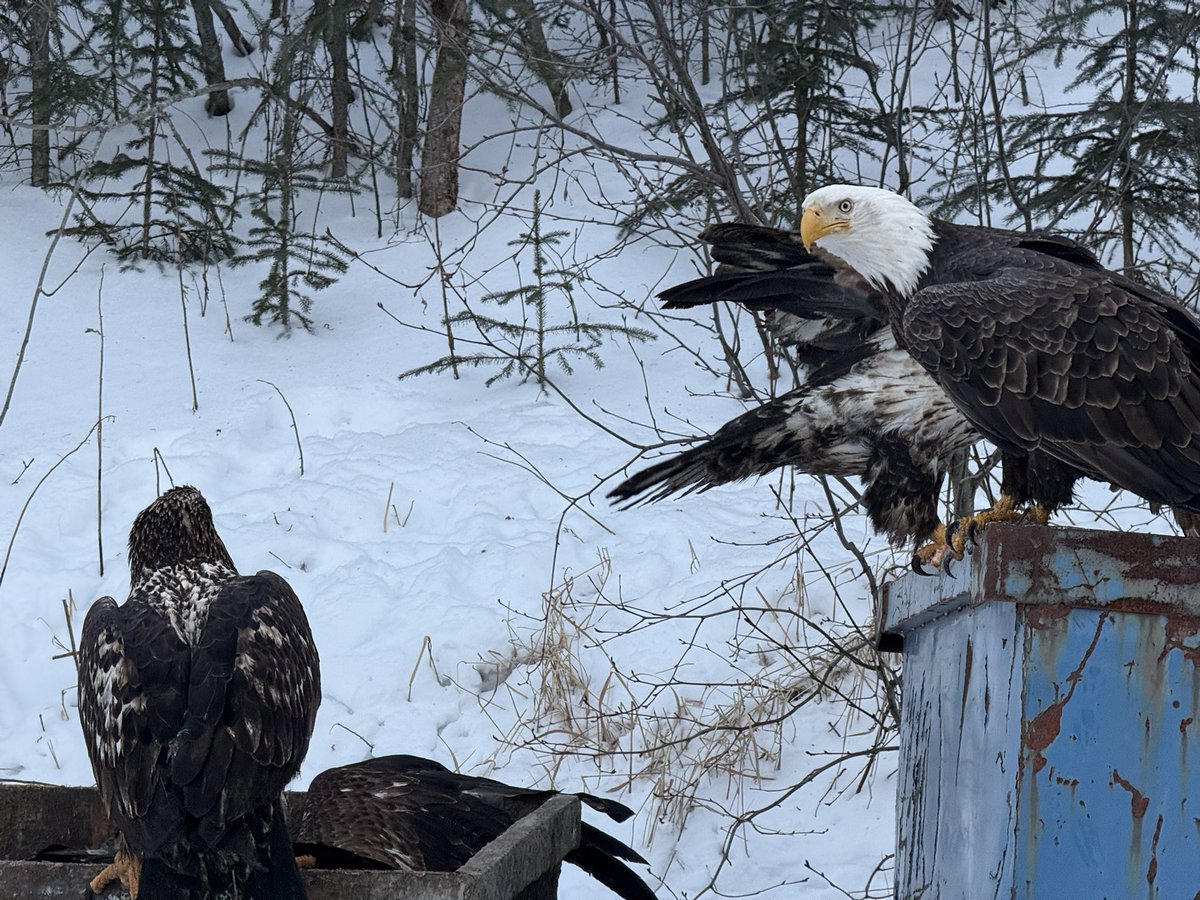 TimelessTopHat's tweet photo. Behold! The regal Alaskan Buzzard — otherwise known as Baldicus Eagleus — in it’s natural habitat! #photography #alaska #TheDump https://t.co/lZCNxISL5p