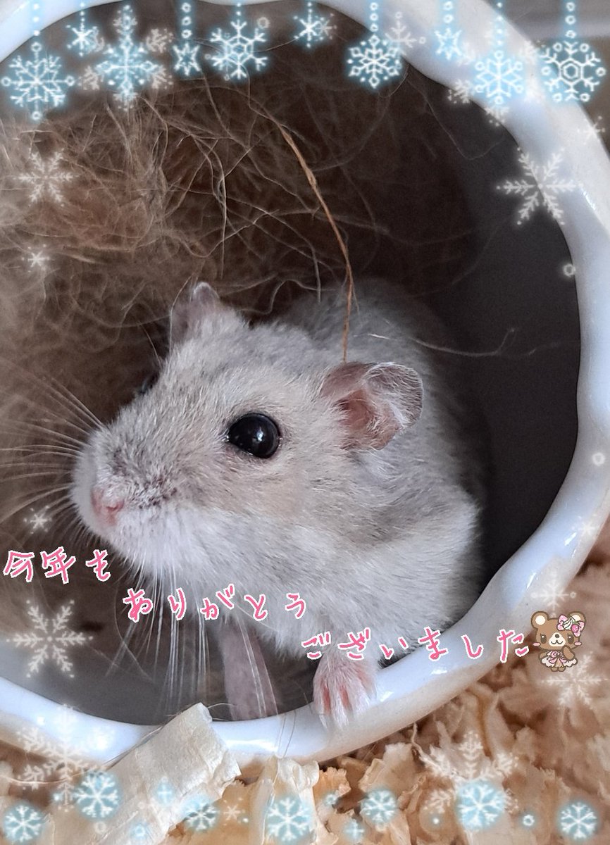 144kurama's tweet photo. 2025年もありがとうございました😊
良いお年をお迎え下さい🐭💕🩶
#おはぎｸﾝ https://t.co/qPOCmdMot2