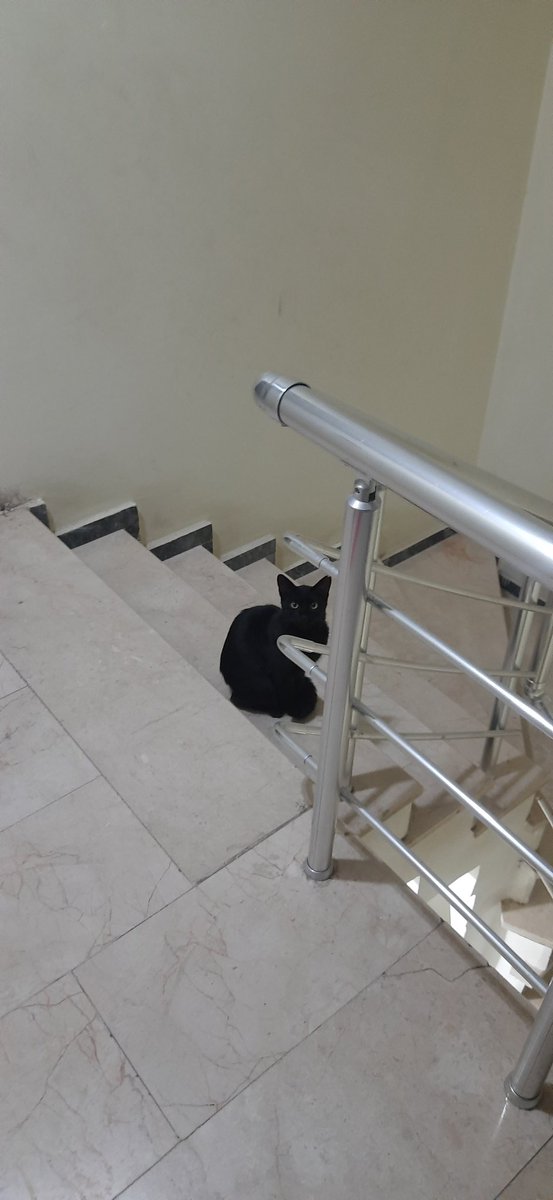 Emree34ms's tweet photo. Bu sabah,oturduğumuz binanın değerli sakinlerinden "kara kedi"ile karşılaştık.😊

Hayırlı sabahlar.Günümüz sağlıklı ve bereketli geçsin inşaAllah. https://t.co/0L7MqP4Bzp