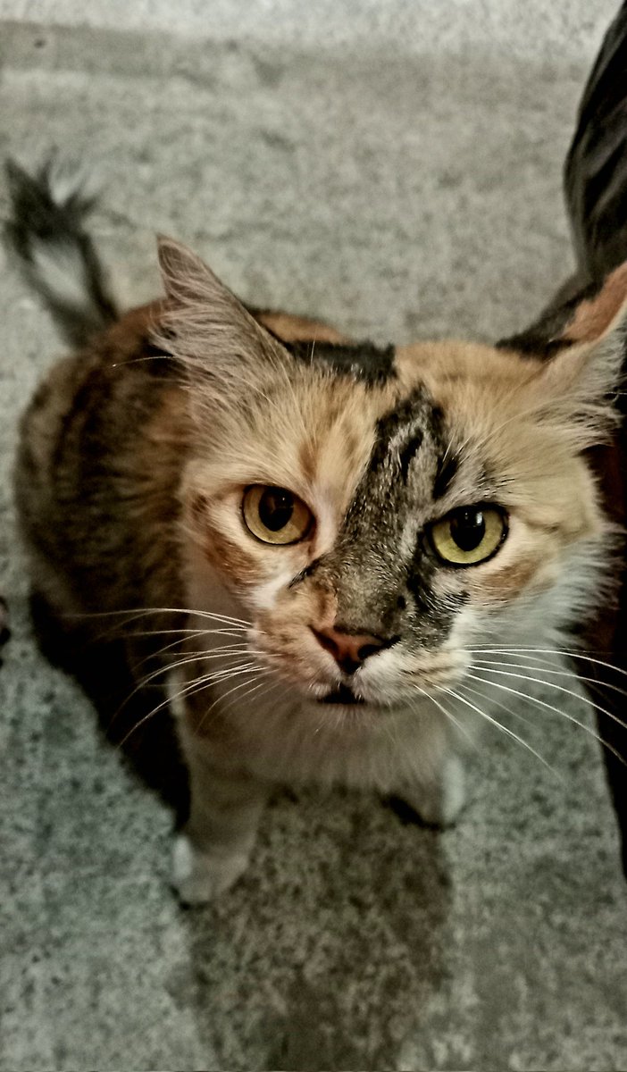 jnnchris's tweet photo. Mi gatita Mini diciendo "no me jodas" 😂😂😂 https://t.co/o4Yk4qANSX