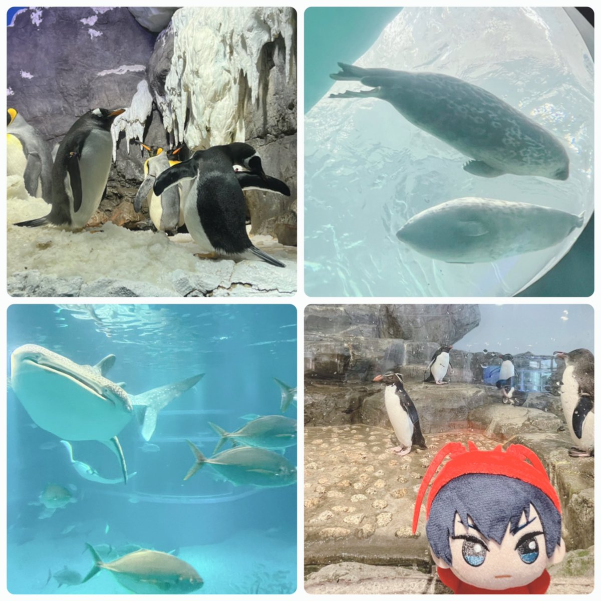 とても良かった…！🐟