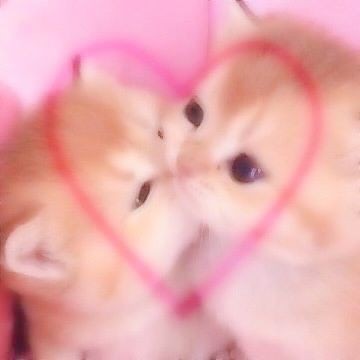 ohyulcwon's tweet photo. @wooonyi cayangku bukan beban laa, tapi minat benul ditempelin sama my cayangnya aku 😽 https://t.co/PaX8j8oDQv