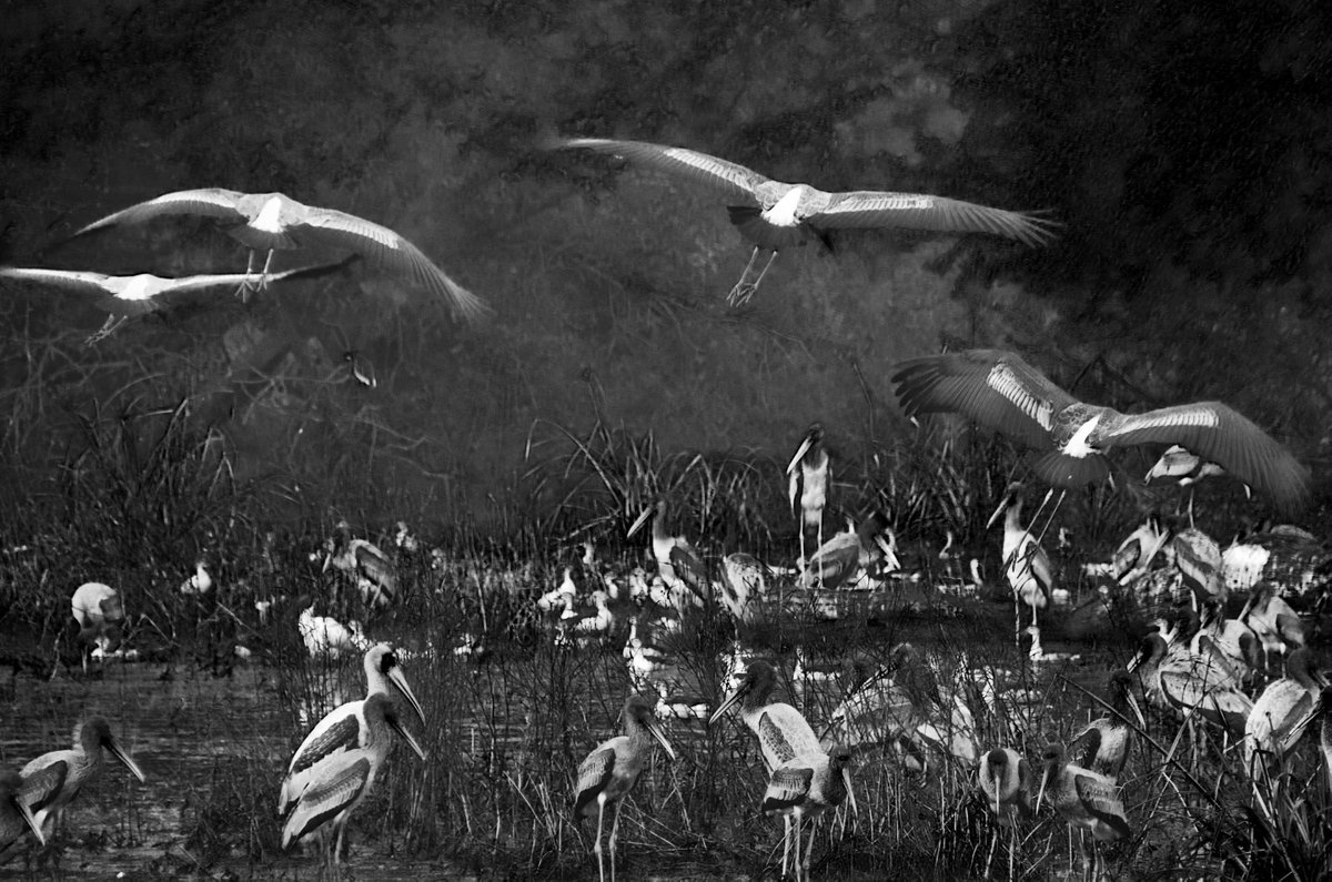 JoyceCarolOates's tweet image. Birds of Hell abandoning 2025.
