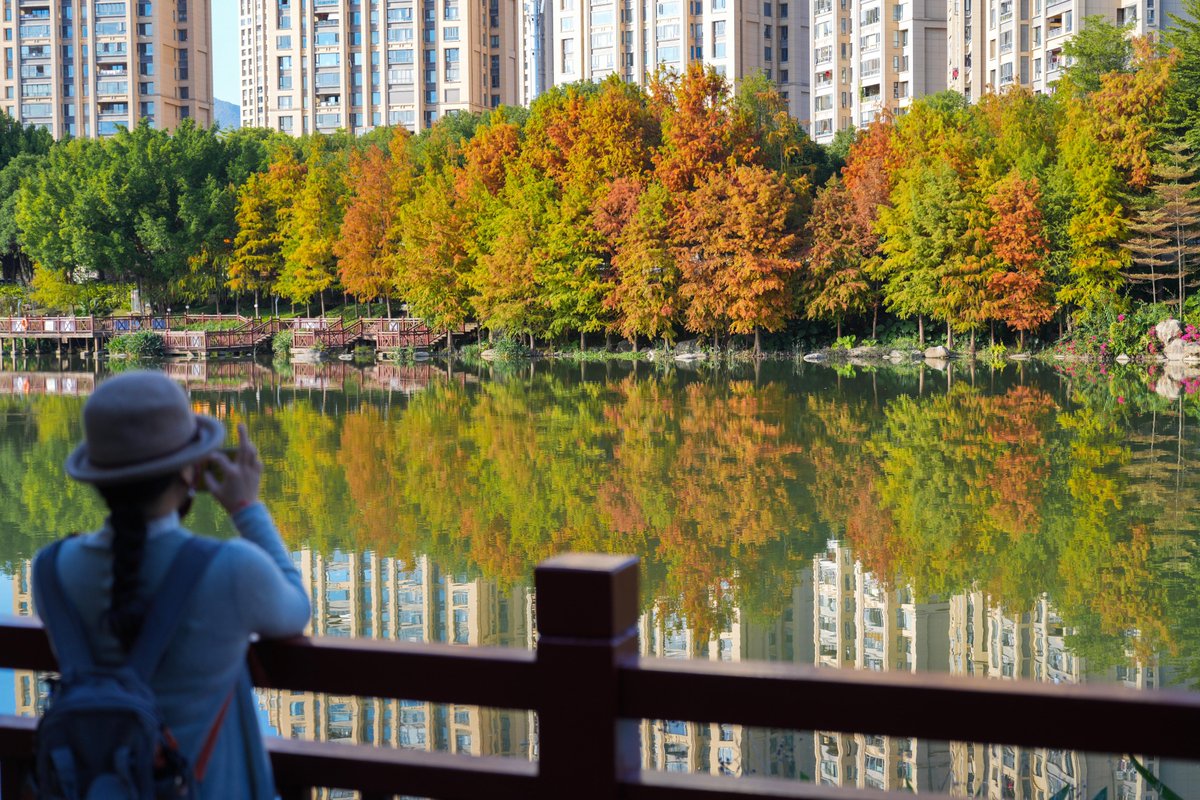 HolaFujian's tweet photo. 😍 🍂 It's the perfect time to admire the metasequoias! 🧡
Currently, Qinting Lake Park in Fuzhou is experiencing the best period for viewing these trees. The vibrant orange-red hues are bold and striking, making it a top winter photo destination in Fuzhou! 📸 🥰
#Metasequoias #Winter #Fuzhou #RefreshingFujian
@FuzhouCity @CCGBelfast @ChinaEmbGrenada
@QiushiJournal @SeeChangchun @zhang_heqing
@uatcnews @cultureCHN @UNEP @CNYouthDaily
@yuexuankanyue1 @Logan_ology @SilkRoadTravel_
@libelula_group @iloveguizhou @ChnConsulateNag
@ChinaCG_HH @salahzhang @consulat_de @ihenan_