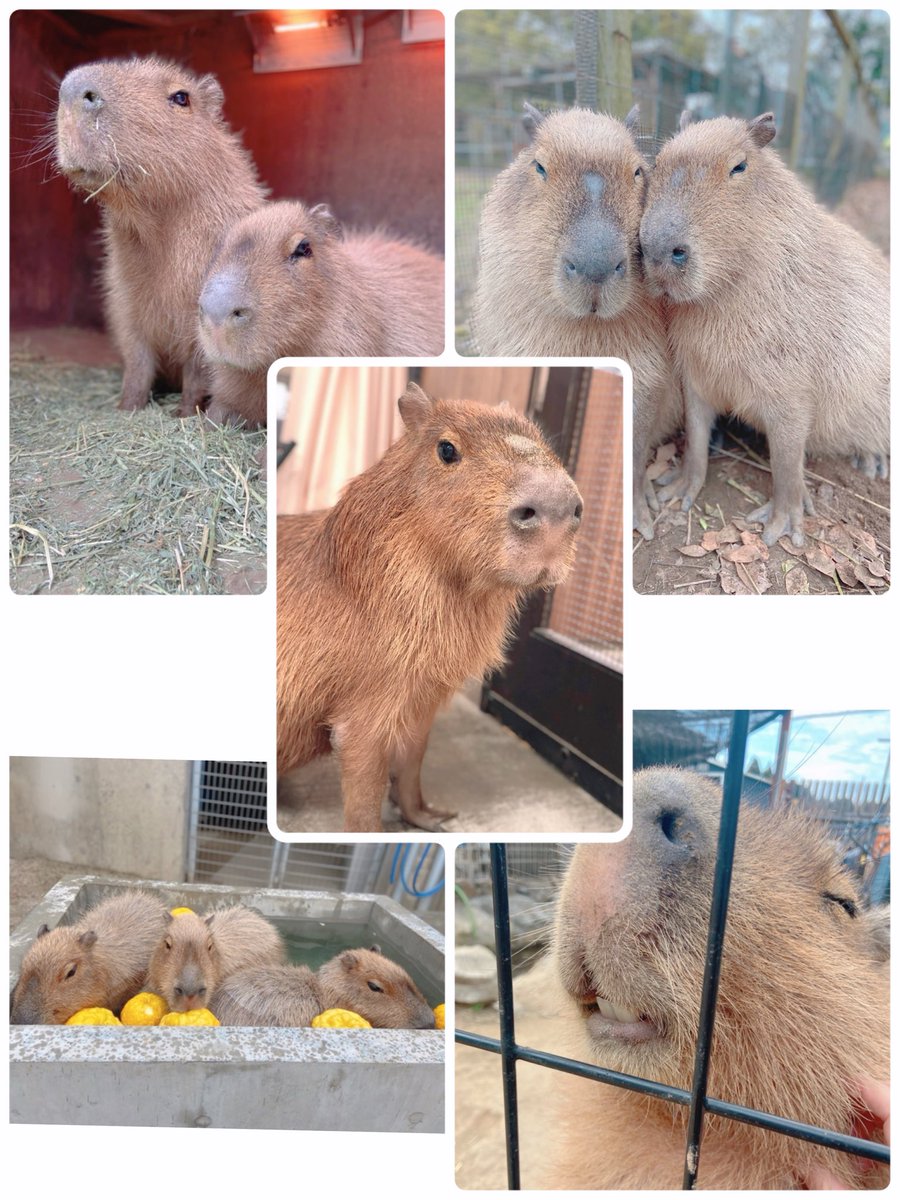 今年もお世話になりました✨ 来年も大好きな沢山のカピバラさん達を