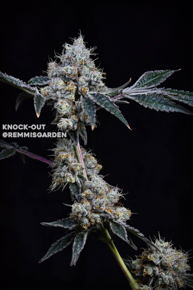 TitanInsiders's tweet photo. Knock-Out 🔥
Grown/Photo by @remmisgarden (Discord)
Bred by #SquareOneGenetics @thctitan

Parents: Brisker OG x Berries &amp; Astringent Gas
Terpene Profile: Heavy Gas, Chemical, Lemon https://t.co/XAGKvNsM4E