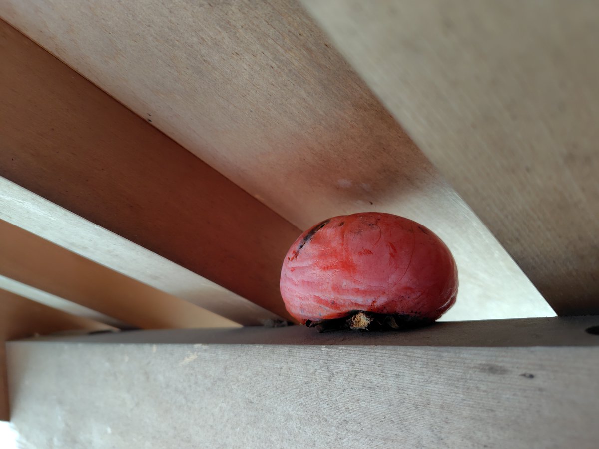 山門に注連縄を取り付け。
すると、とんでもない場所にお供えが！！　犯人はあの黒い奴か？（くろねこじゃないです）「杮落し」とでも洒落るつもりか？
ちなみに数日前に妻がすす払いをしてくれた時には無かったそうな。仲間に狙われず熟成を待って美味しく食べるつもりだったのならば凄いことです。