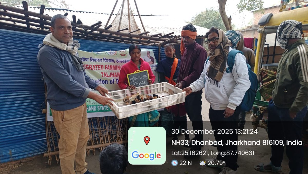 onlineJSLPS's tweet image. साहिबगंज जिले के तालझारी प्रखंड अंतर्गत तालझारी समेकित कृषि संकुल (IFC) के तहत फतेहपुर चपाल एवं बड़ा तालबन्ना ग्राम में #IFC से जुड़ी महिला किसानों के बीच देसी मुर्गी चूजों का वितरण किया गया। इस अवसर पर लगभग 50 महिला किसानों को कुल 1000 देसी मुर्गी चूजे प्रदान किए गए। कार्यक्रम