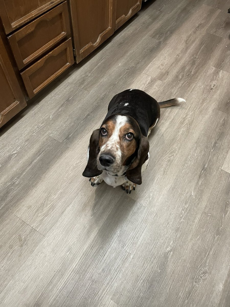 Karls (legally baby) tweet media