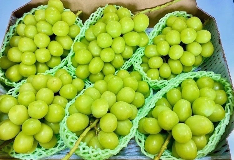 //
山梨産 冷凍 シャインマスカット 5kg を1名様にプレゼント！🎁
\\

【応募方法】フォロー&amp;いいね❤️

【締切】1月2日 23:59 まで