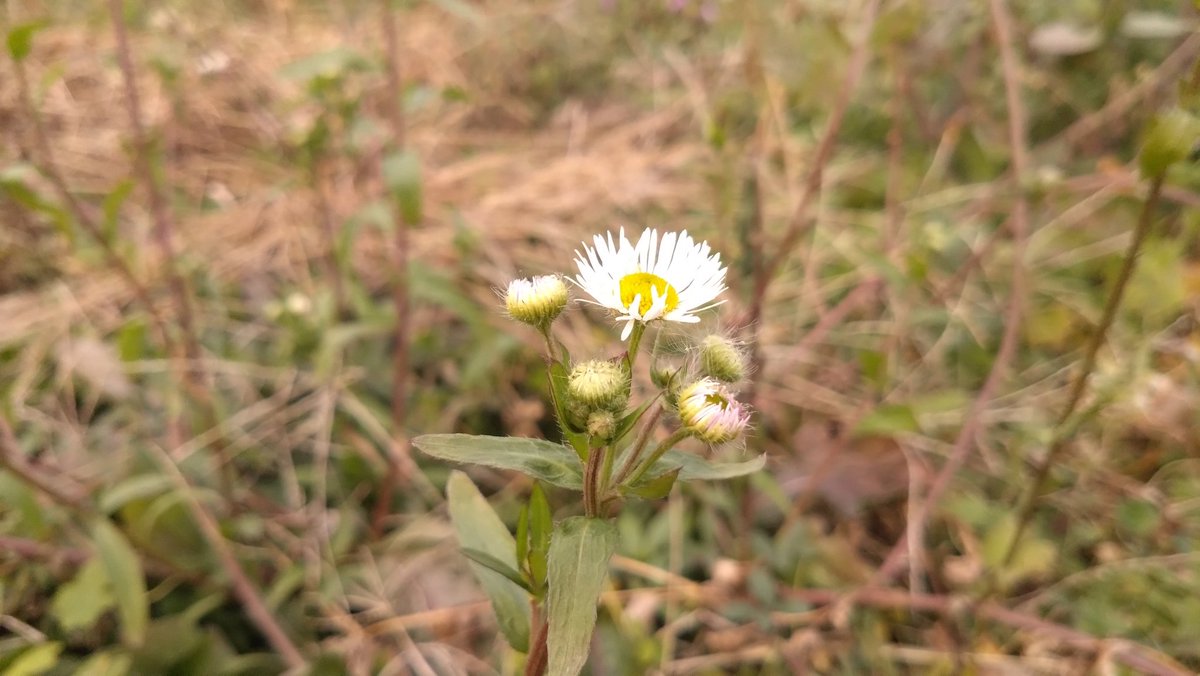 かねとも のぶお(金友伸雄) tweet media