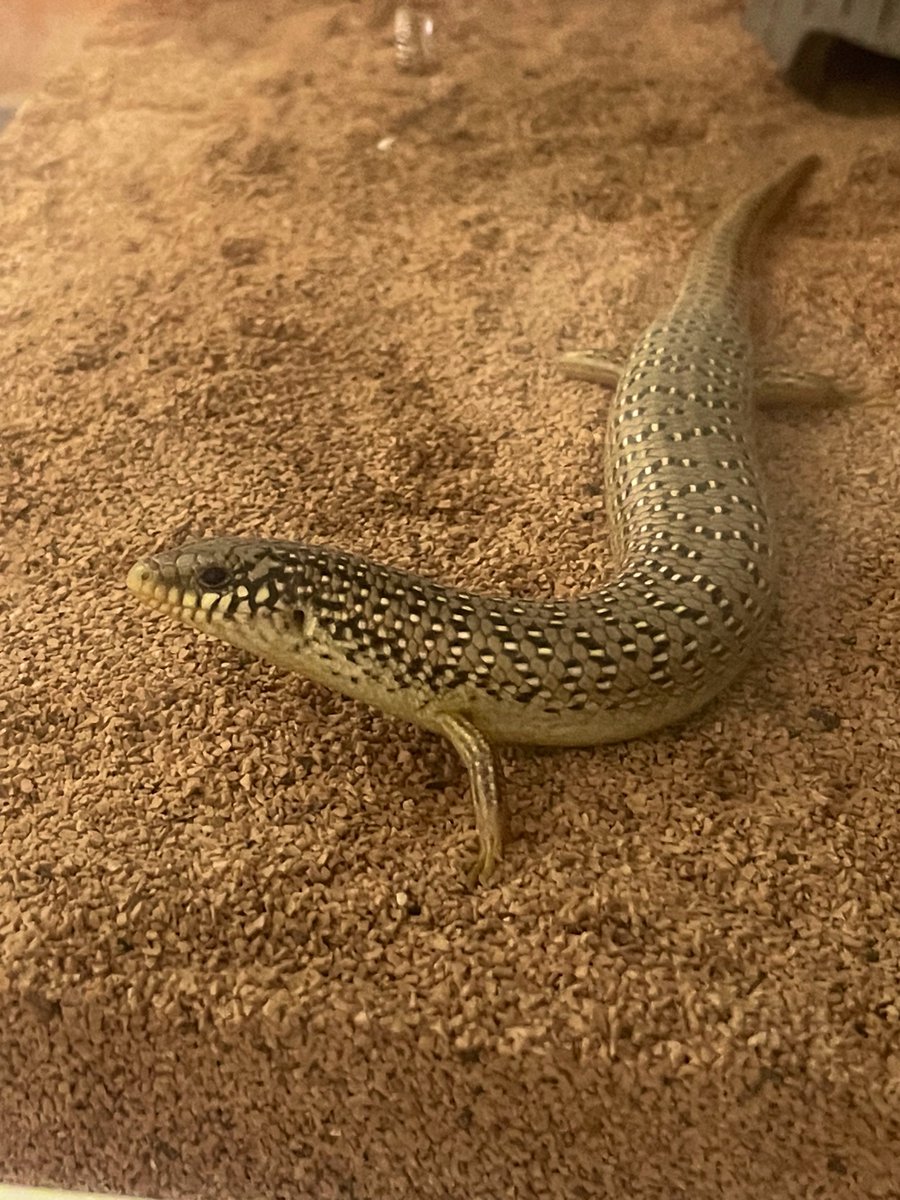 れぷろっく@レジン水入れ tweet media