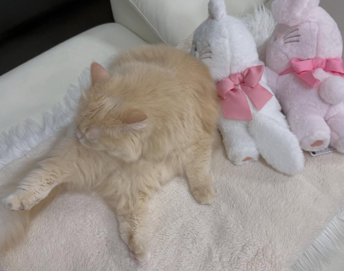 _s2_bell_'s tweet photo. 2025年新しい友達できたベル(ᐡᴗ ̫ ᴗᐡ)💘⭐️ ムースちゃま🐱 @hphpmikko  #mikko https://t.co/Sh1Siolfz7