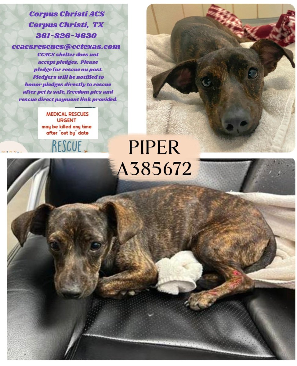 🚨🚑#MedicalRescue PIPER #A385672 
Surrendered to #CorpusChristiACS #TX 12/30
Hit by car, abrasions,  pelvic fracture,  possible spinal involvement.  Extremely painful 
1 yo female #WhippetMix She's alert, responsive, frightened but allows care. A little girl,  23 lbs
She has