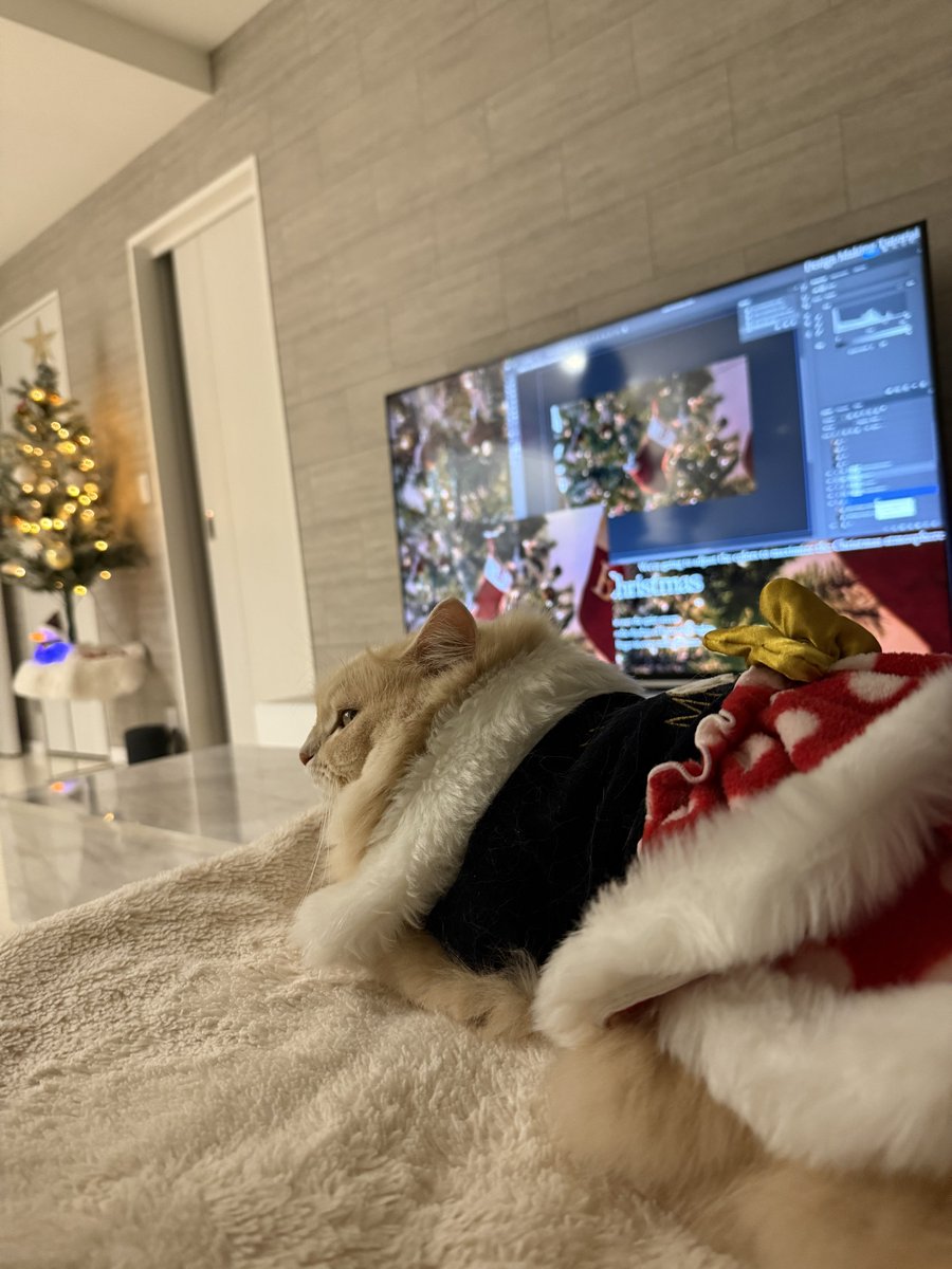 _s2_bell_'s tweet photo. クリスマスツリーお片付けしたよ🎄 猫とクリスマスツリーは共存できる！ 毎年うちの子がイタズラしない高さにして置いてます(ᐡᴗ ̫ ᴗᐡ)❄️  #猫のいる暮らし https://t.co/4a6Yjceekt