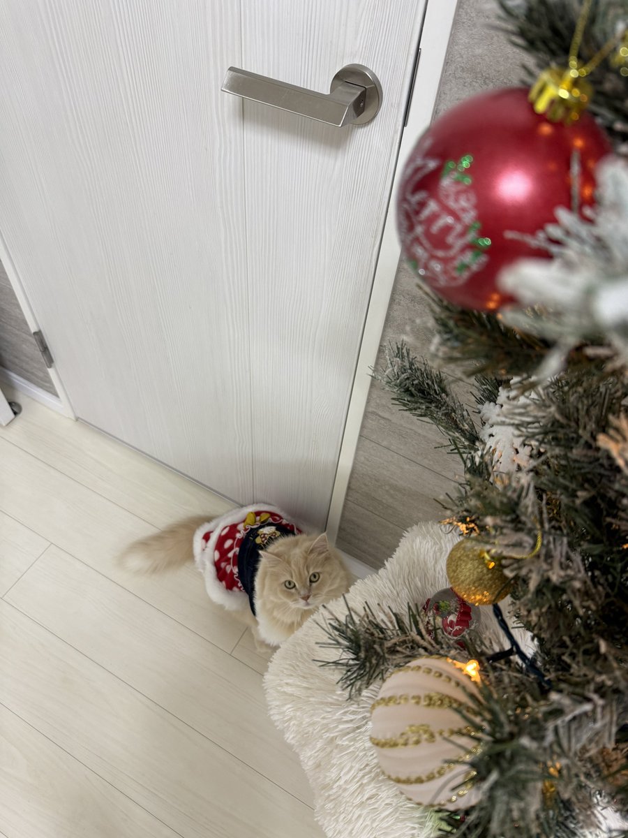 _s2_bell_'s tweet photo. クリスマスツリーお片付けしたよ🎄 猫とクリスマスツリーは共存できる！ 毎年うちの子がイタズラしない高さにして置いてます(ᐡᴗ ̫ ᴗᐡ)❄️  #猫のいる暮らし https://t.co/4a6Yjceekt